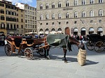 horse, oat bag, florence