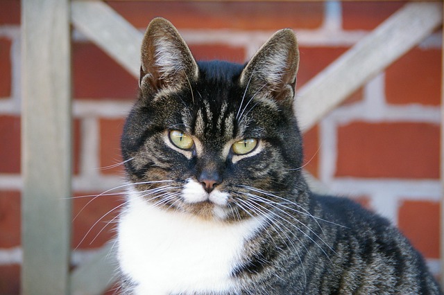 Free Animal Portrait Cat photo and picture