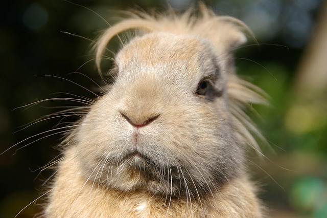 Free Animal Portrait Rabbits photo and picture