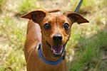 animal portrait, dog, curious