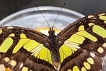 butterfly, exotic, tropics