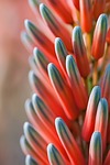 flower, plant, tender