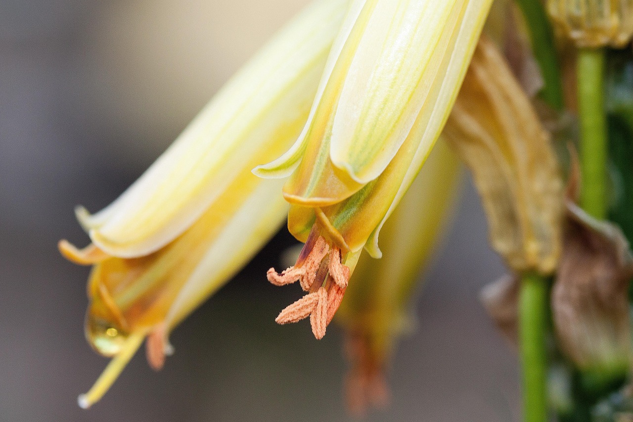 Flower - free online jigsaw puzzle photo