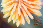 flower, plant, tender