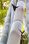 dendrocalamus giganteus, bamboo, giant bamboo