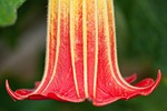 flower, plant, angel trumpet