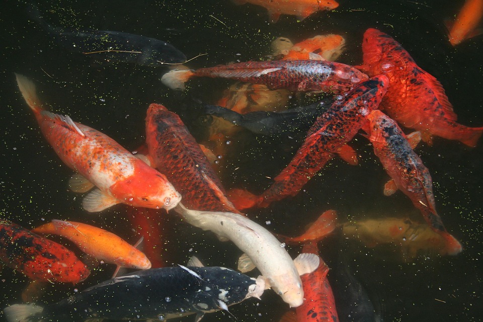 koi karper vissen koi karper vissen