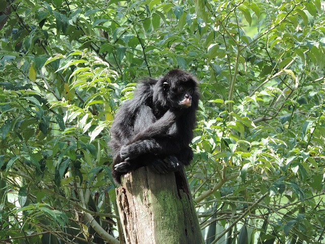 Free Monkey Trunk photo and picture