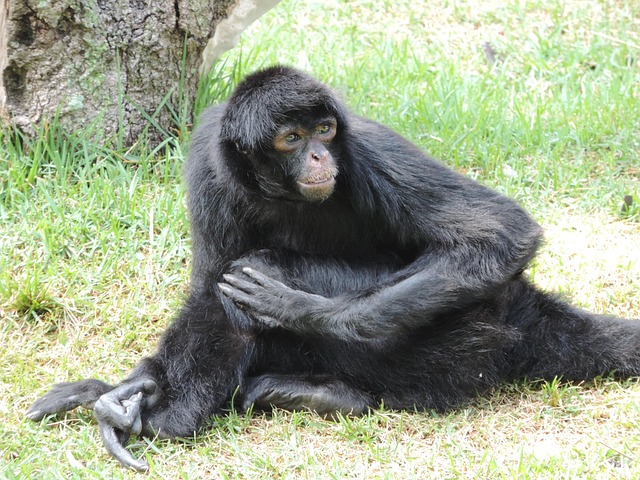 Free Monkey Animals photo and picture