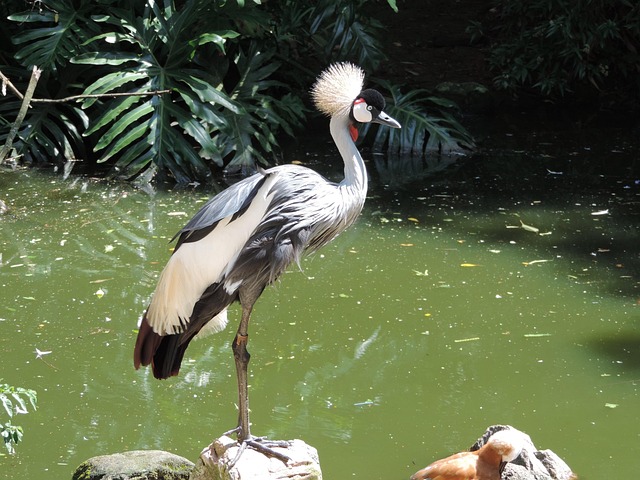 Free Birds Bird photo and picture