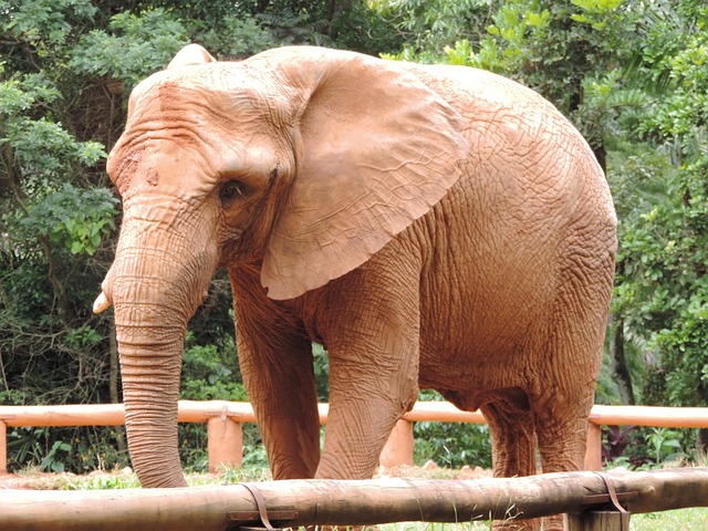 Free Elephant Great photo and picture