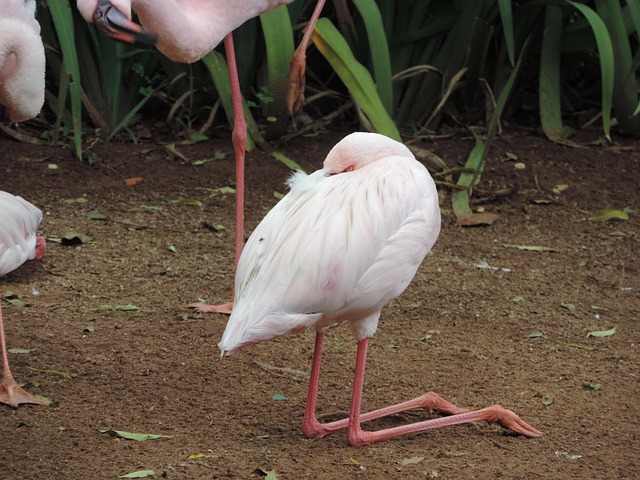 Free Flamingo Animal World photo and picture