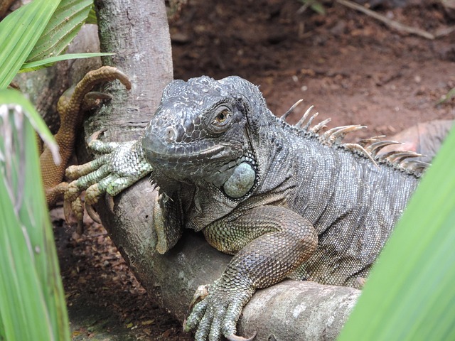 Free Lizard Branch photo and picture