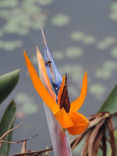 Free Flowers Garden photo and picture