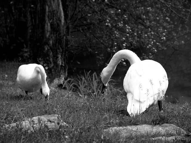 Schwan, Federvieh, Schwäne, Tier