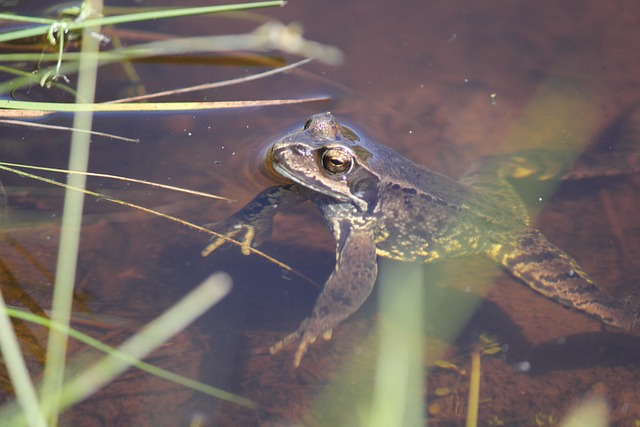 Frosch, Kröte, Braun, Tier, Amphibie
