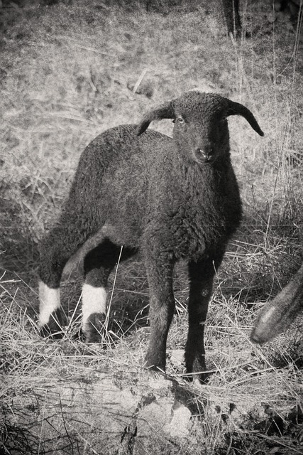 Lamm, Schaf, Wolle, Tiere, Natur, Tier