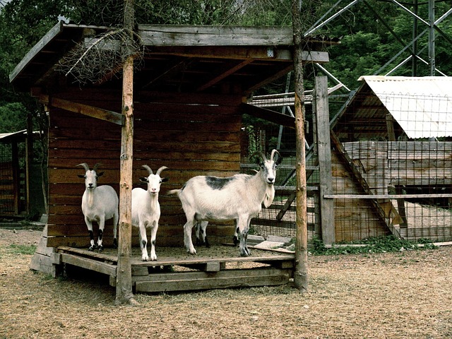 Ziegen, Tiere, Ziege, Hörner, Tierwelt