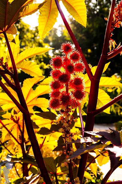 Free Flower Nature photo and picture