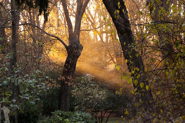 Free Forest Jungle photo and picture