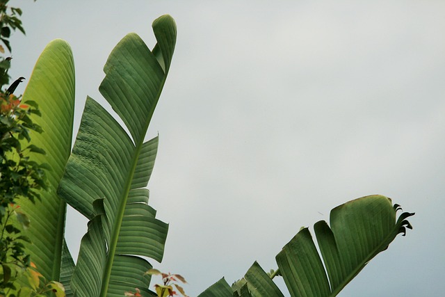 Free Leaves Torn photo and picture