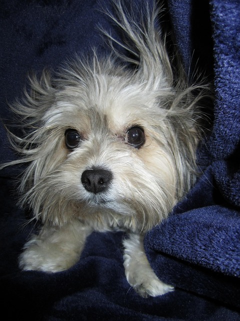 Free Dog Head photo and picture