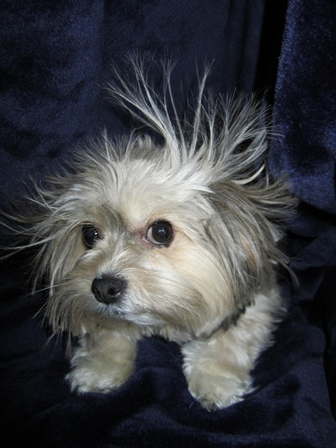 Free Dog Head photo and picture