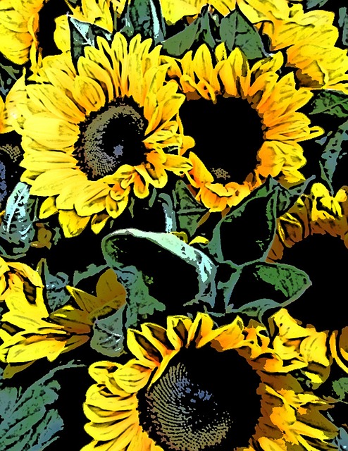 Free Sunflower Sunflowers illustration and picture