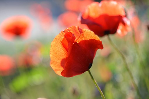 Free Poppy Flower photo and picture
