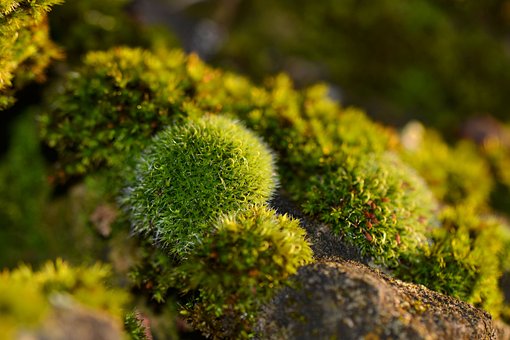 Free Mousse Nature photo and picture
