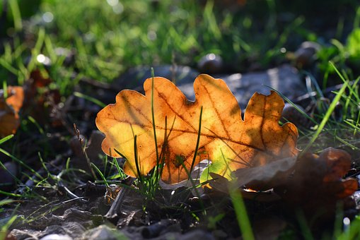 Free Leaf Nature photo and picture