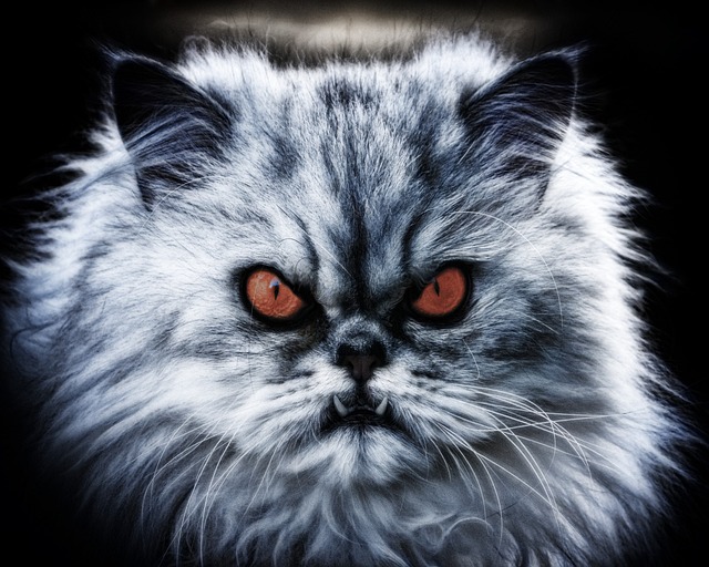 Free Cat Domestic Animal photo and picture