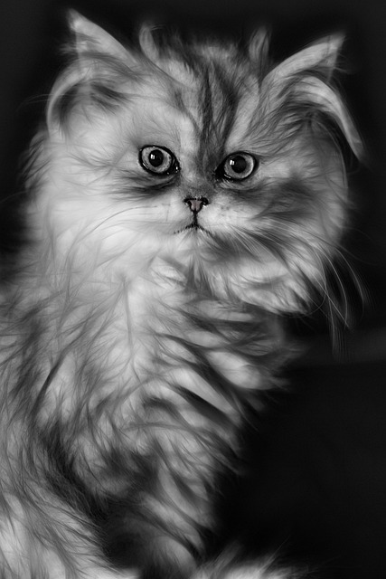 Free Cat Kitten photo and picture