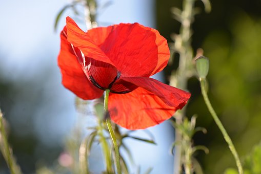 Free Poppy Red photo and picture