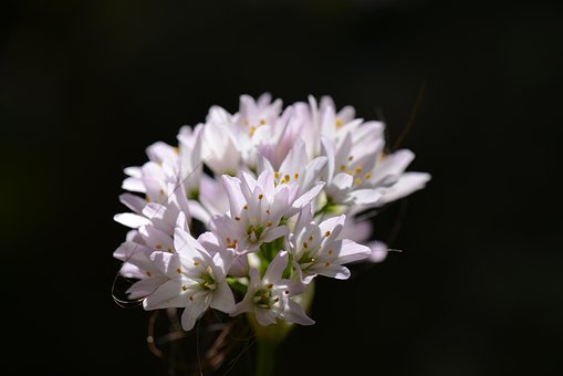 Free Flower White photo and picture