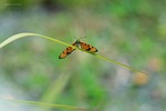 butterfly, blade of grass, grass