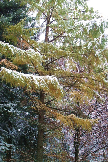 Free Larch Snow photo and picture
