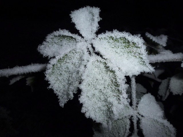 Free Frost Plant photo and picture