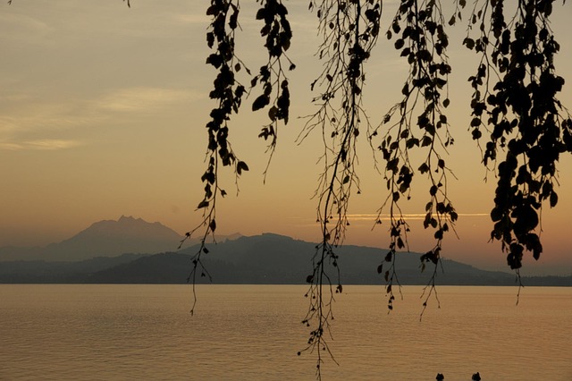 Free Branches Sunset photo and picture