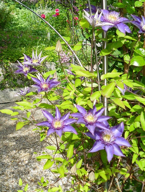 Free Clematis Flower photo and picture