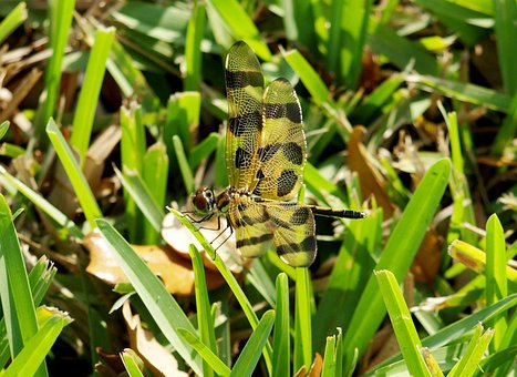 Free Dragonfly Grass photo and picture