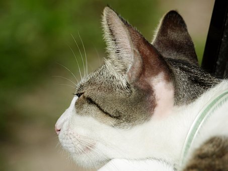 Free Cat Ears photo and picture