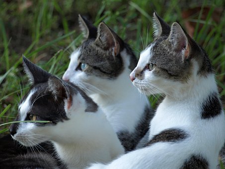 Free Cats Pets photo and picture