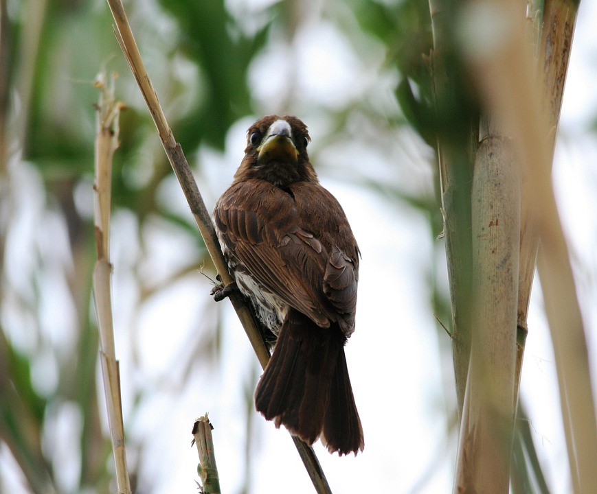 Tisserin À Bec Épais Oiseau · Photo gratuite sur Pixabay