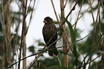 thick-billed weaver, bird, grosbeak weaver