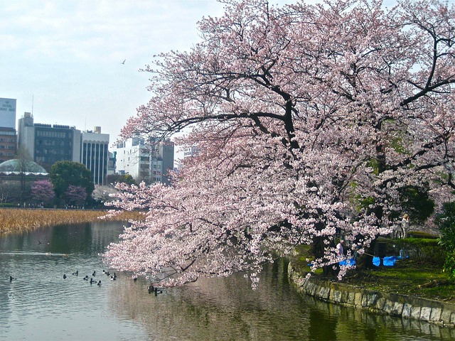 Free Cherry Blossom Tokyo photo and picture