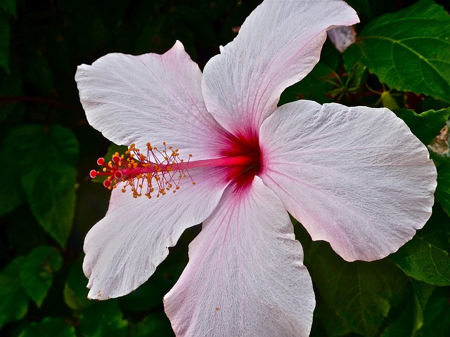 Free Mallow Hibiscus photo and picture