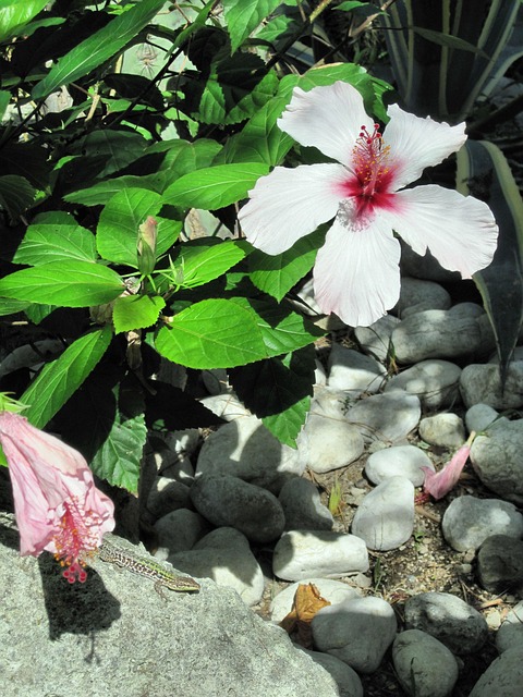 Free Mediterranean Ischia photo and picture