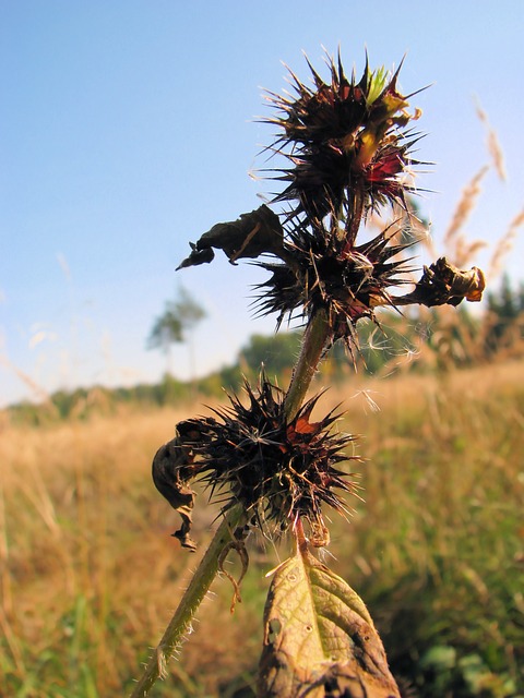 Free Thistle Prickly photo and picture