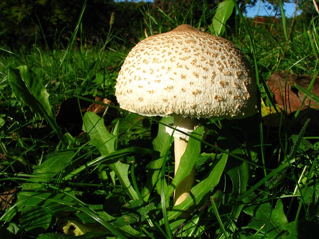 Free Screen Fungus Mushroom photo and picture